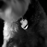 Banff Wedding Photographer | The Rimrock Hotel | Black and white dog picture