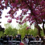 Christine & Peter Valley Ridge Golf Course wedding | Calgary Wedding Photography | Ceremony under a large tree